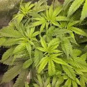 Dwc sweet cream caramel