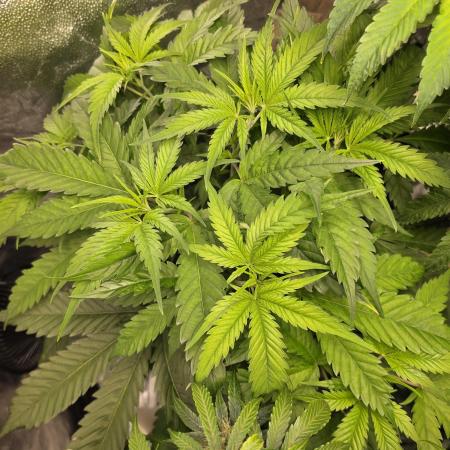 Dwc sweet cream caramel
