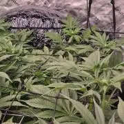 Aero Barney's Farm L.S.D