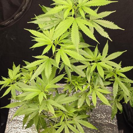 Dwc sweet cream caramel