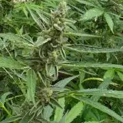 Rqs f1 outdoor 2