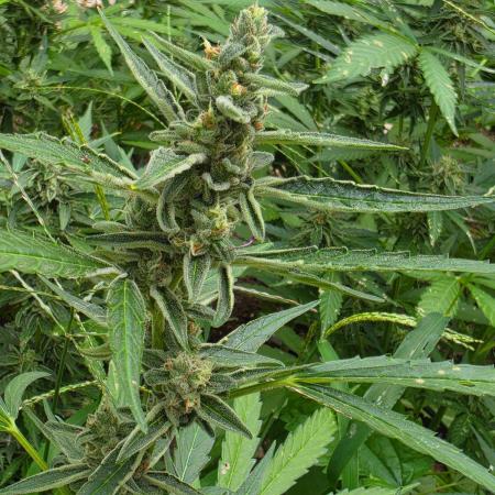 Rqs f1 outdoor 2
