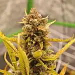 Divine seeds black opium auto #aero