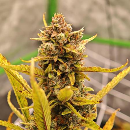 Divine seeds black opium auto #aero