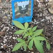 Rqs f1 outdoor 1