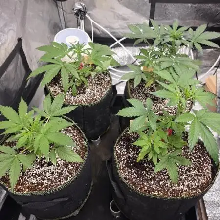 Coco auto medicinal grow RQS
