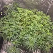 DWC Papaya Zoap Fast