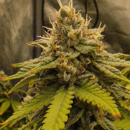 DWC Papaya Zoap Fast
