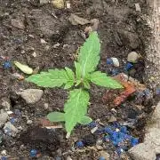 Outdoor haze 1