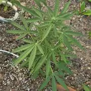 Rqs f1 outdoor 1