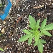 Rqs f1 outdoor 2
