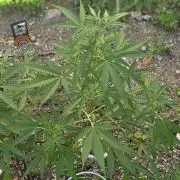 Outdoor haze 2
