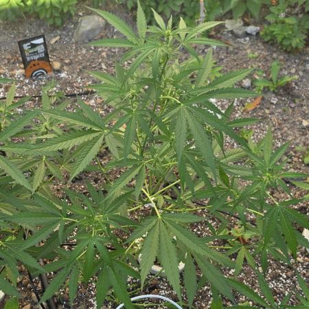 Outdoor haze 2
