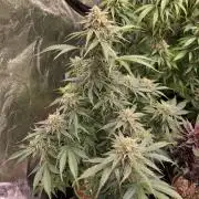 Coco auto medicinal grow RQS