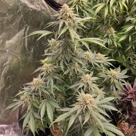 Coco auto medicinal grow RQS