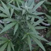 Rqs f1 outdoor 1