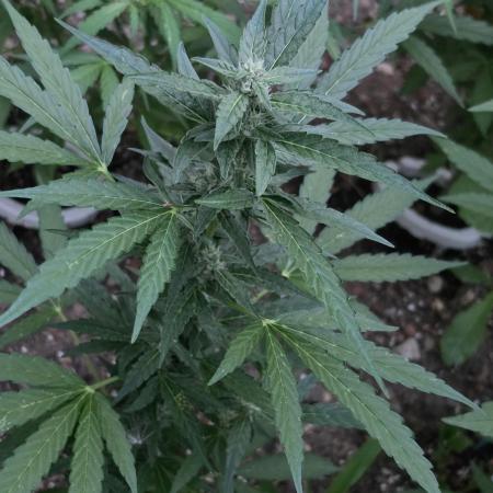 Rqs f1 outdoor 1