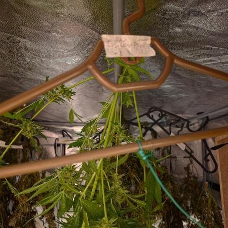 Rqs f1 outdoor 2