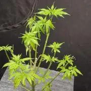 Dwc sweet cream caramel