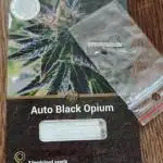 Divine seeds black opium auto #aero