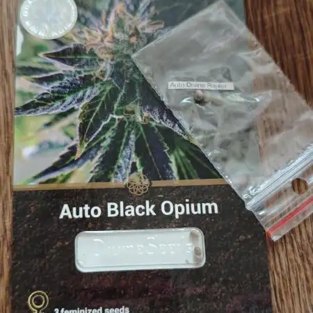 Divine seeds black opium auto #aero