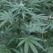 Rqs f1 outdoor 2