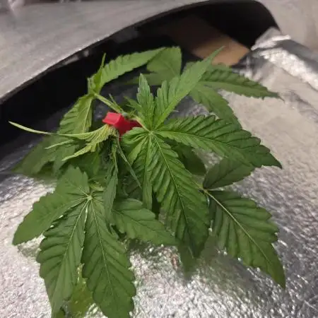 DWC Papaya Zoap Fast