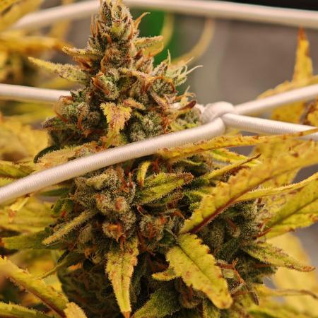 Divine seeds black opium auto #aero