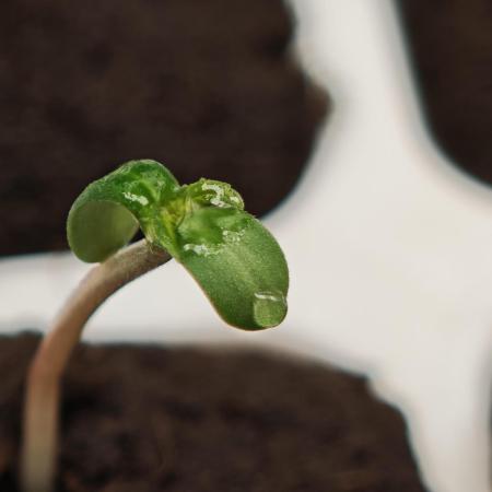 Coco auto medicinal grow RQS