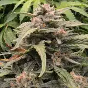 Hydro FF Auto Sativa