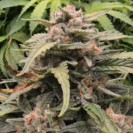 Hydro FF Auto Sativa