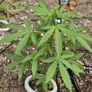 Outdoor haze 2