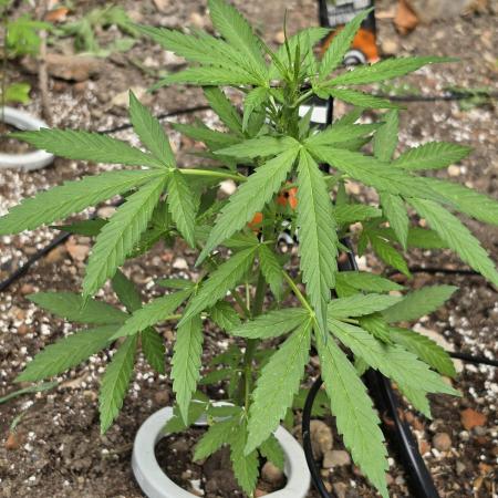 Outdoor haze 2