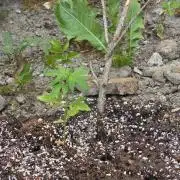 Outdoor haze 1