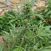 Outdoor haze 2