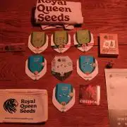 Coco auto medicinal grow RQS