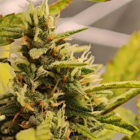 Divine seeds black opium auto #aero