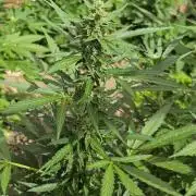 Outdoor haze 2