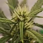 Divine seeds black opium auto #aero