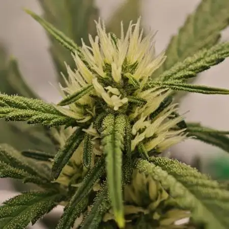 Divine seeds black opium auto #aero