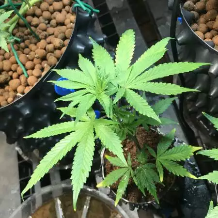 Sundae Driver by Cannarado Genetics