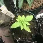 FBT #6 by Fast Buds