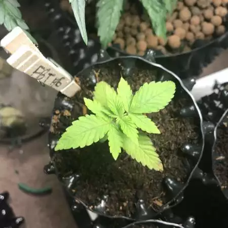 FBT #6 by Fast Buds