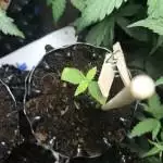 FBT #4 by Fast Buds