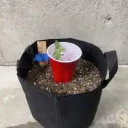 Sour Diesel Auto Fem - 20220109