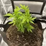 1st indoor grow (Runtz)