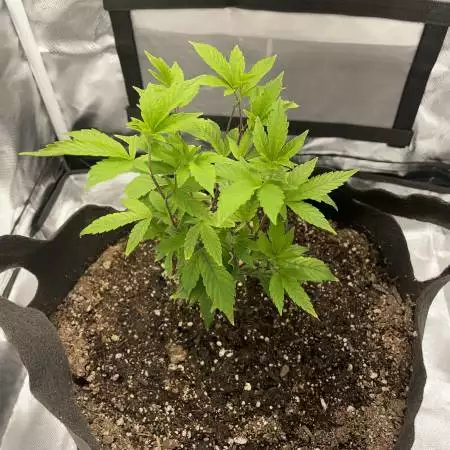 1st indoor grow (Runtz)