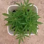 Green Crack Auto