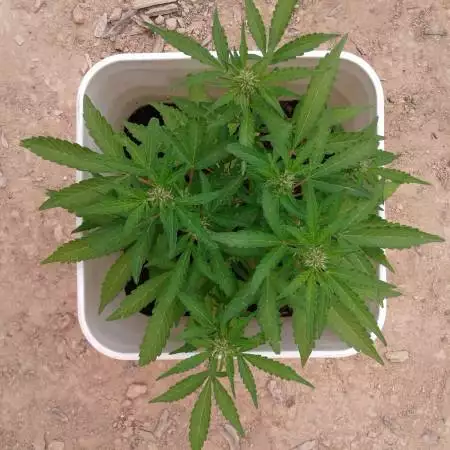 Green Crack Auto