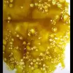 Absolute BHO 